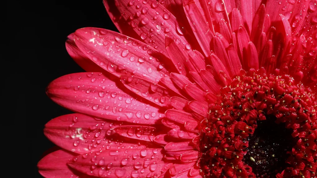 Red Chrysanthemum Petals Waterdrops Shiny Dark Background