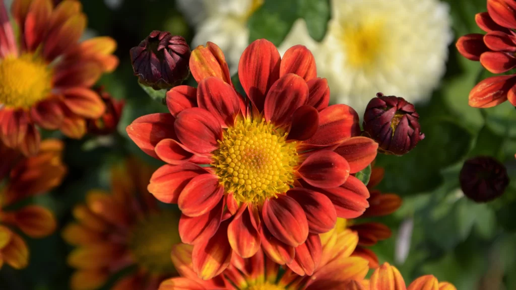 Red Chrysanthemum Petals Yellow Center Blooming