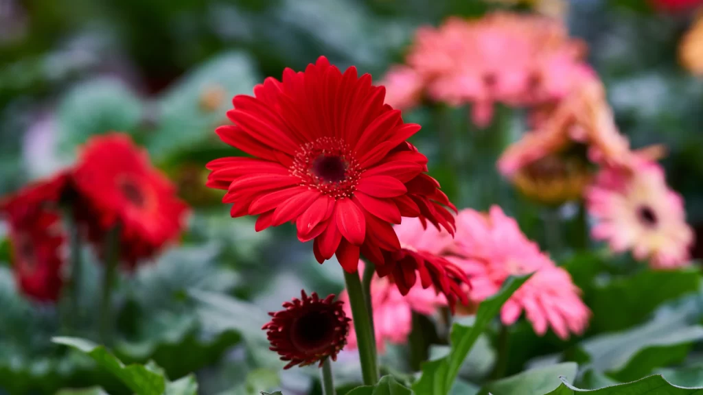 Red Chrysanthemum Petals Vibrant Green Leaves