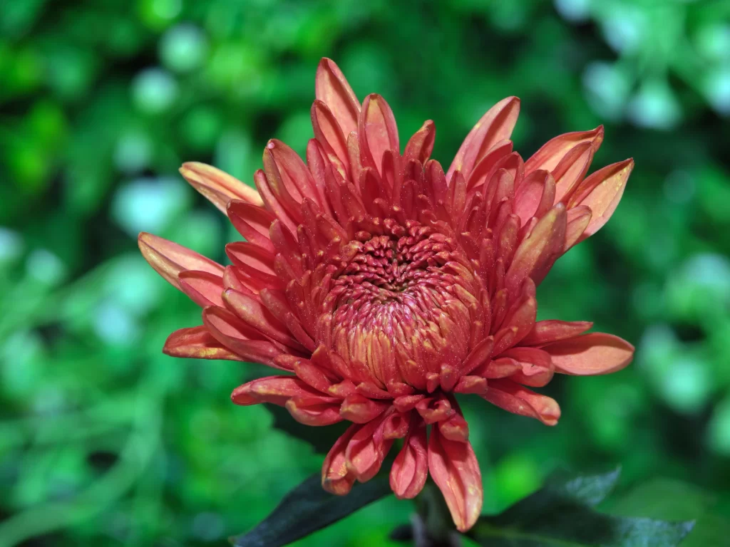 Red Chrysanthemum Petals Dense Texture Green Background