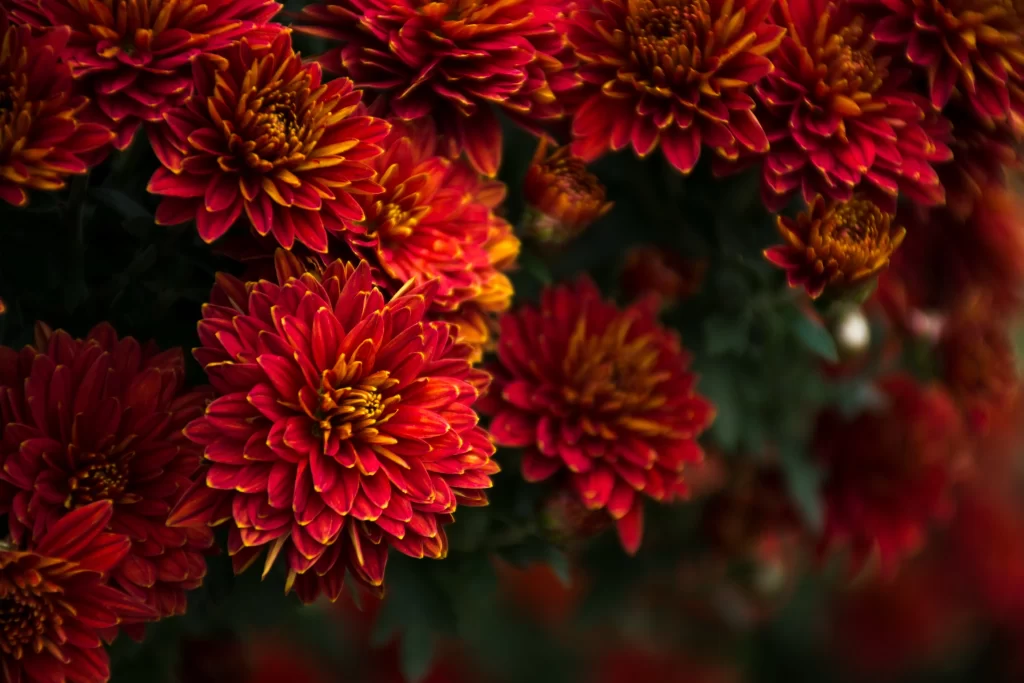 Red Chrysanthemum Petals Dense Dark Background