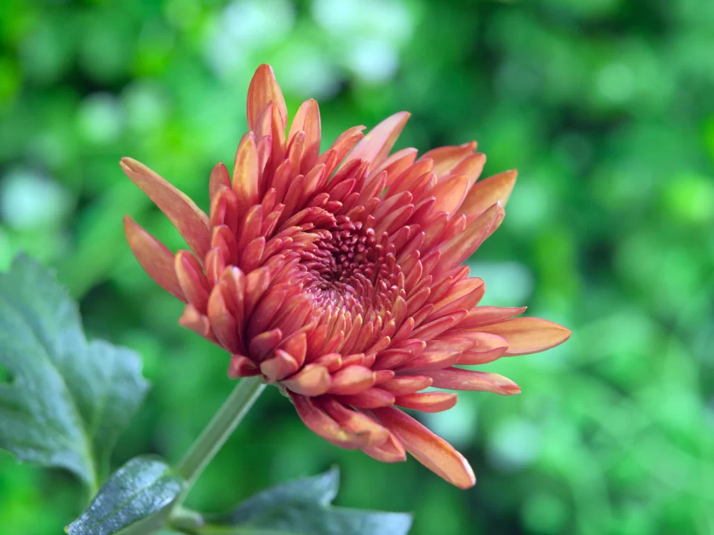 Red Chrysanthemum Petals Dense Center Green Background