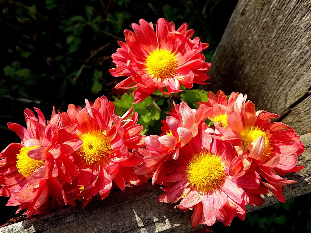 Red Chrysanthemum Petals Yellow Center warm Sunlit