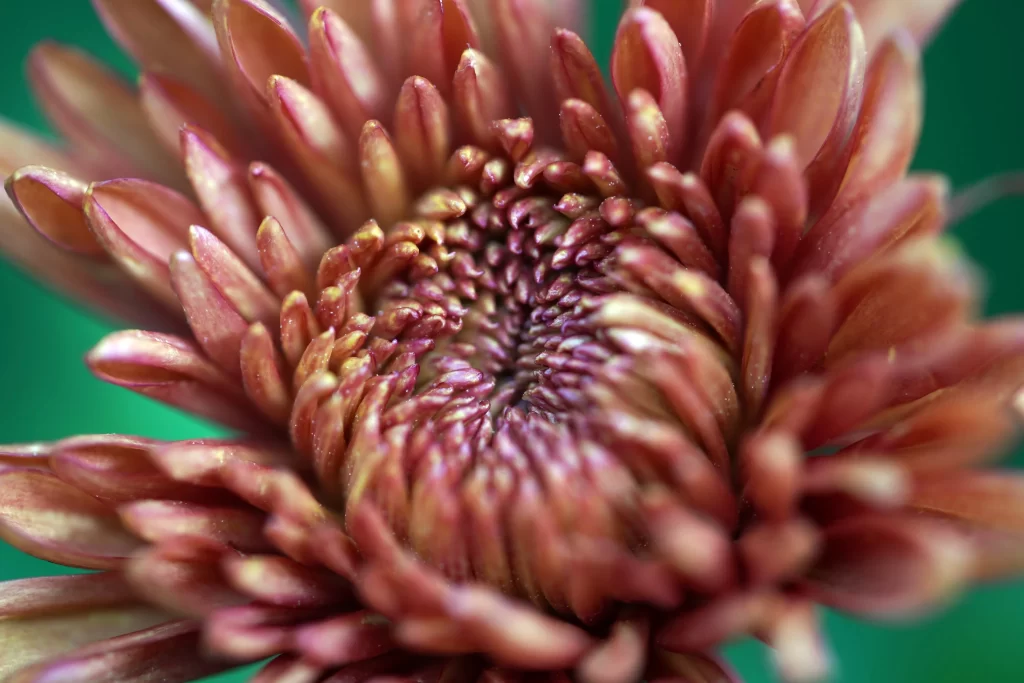 Red Chrysanthemum Petals Dense warm Center