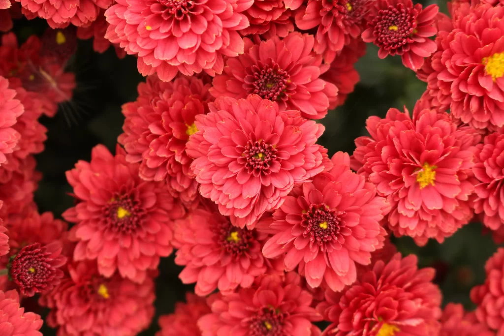 Red Chrysanthemum Petals Dense Blooms