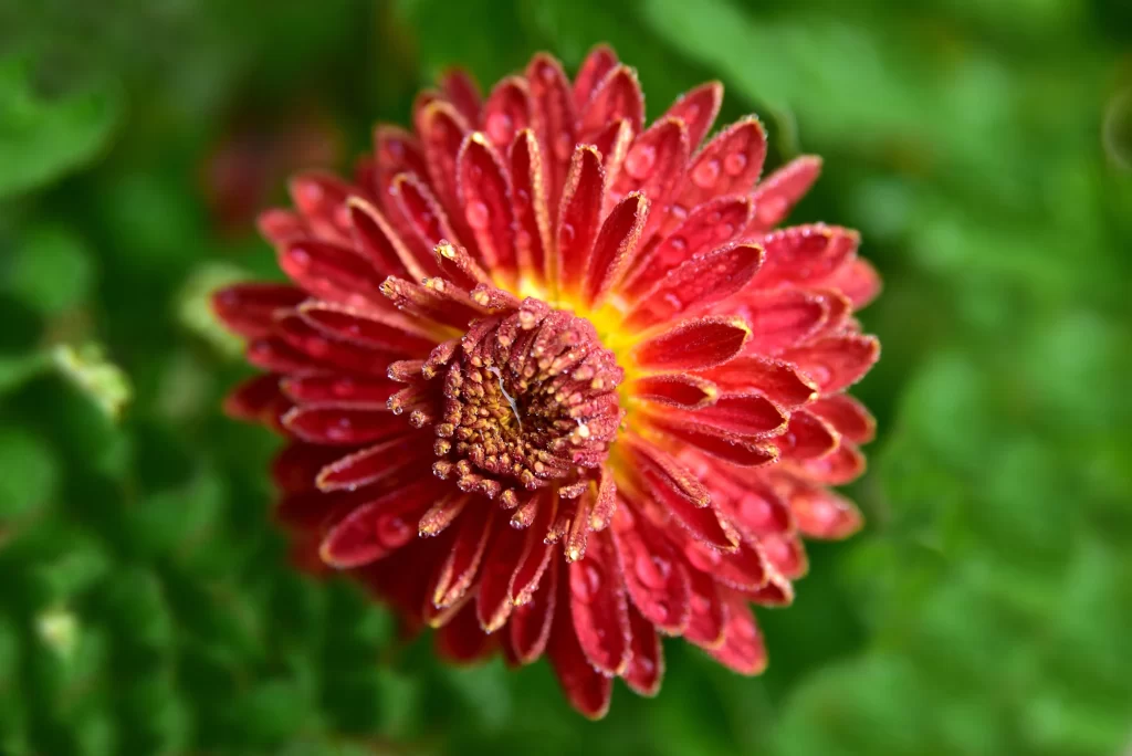 Red Chrysanthemum Petals Dewdrops Yellow Center