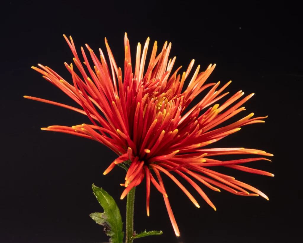 Red Chrysanthemum Spiky Petals Dense Center