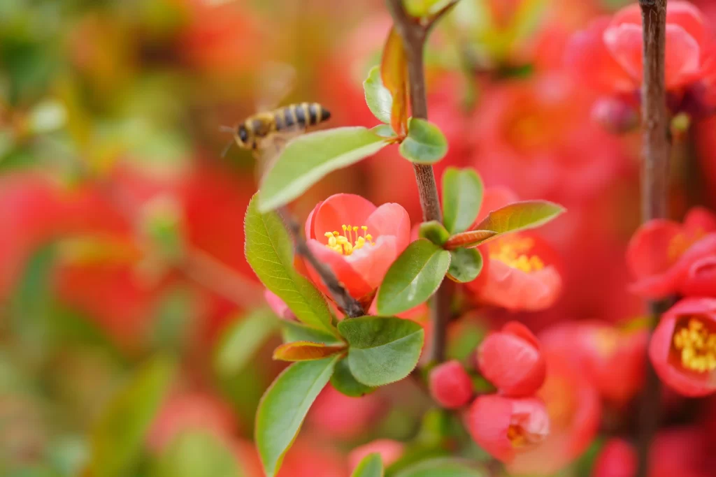 Red Crabapple Blossom Petals Yellow Stamens Green warm Leaves