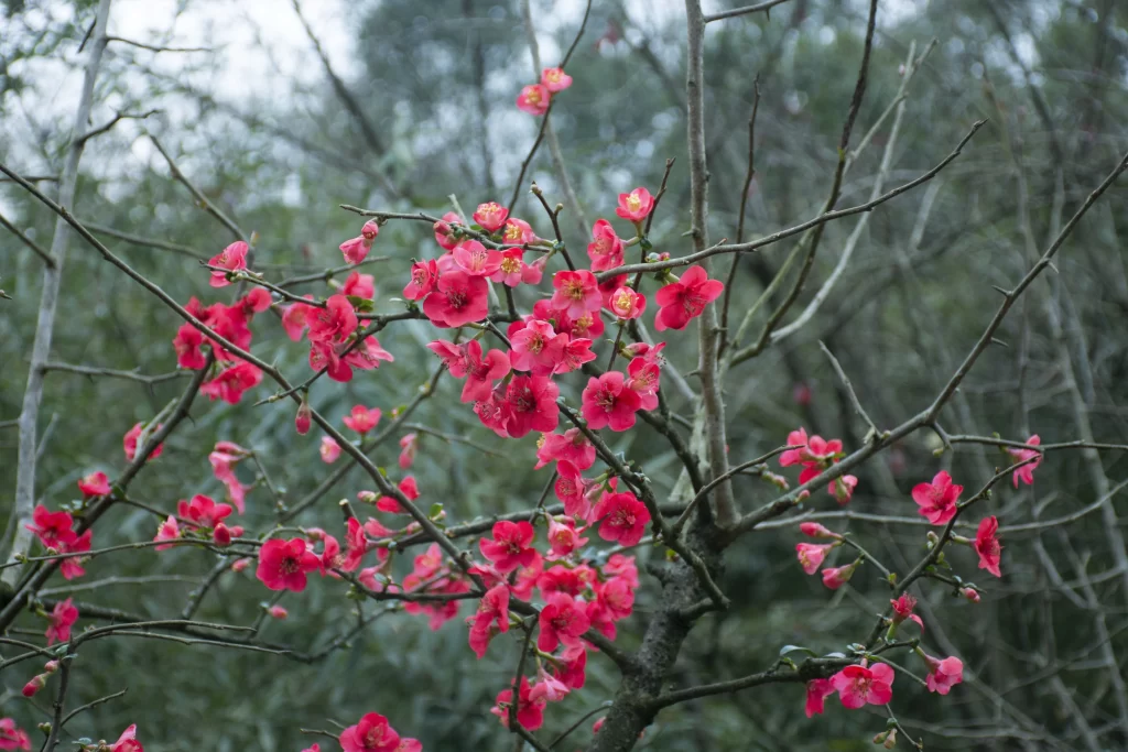 Red Crabapple Blossom Petals gray Branches