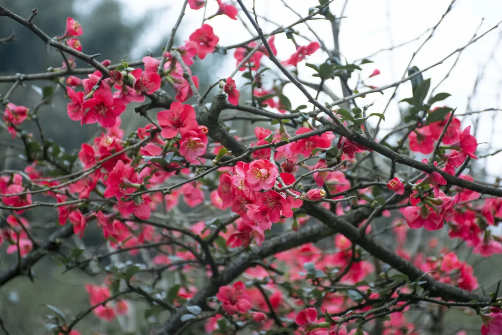 Red Crabapple Blossom Petals gray Branches