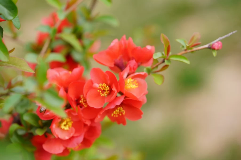 Red Crabapple Blossom Petals Yellow warm Stamen