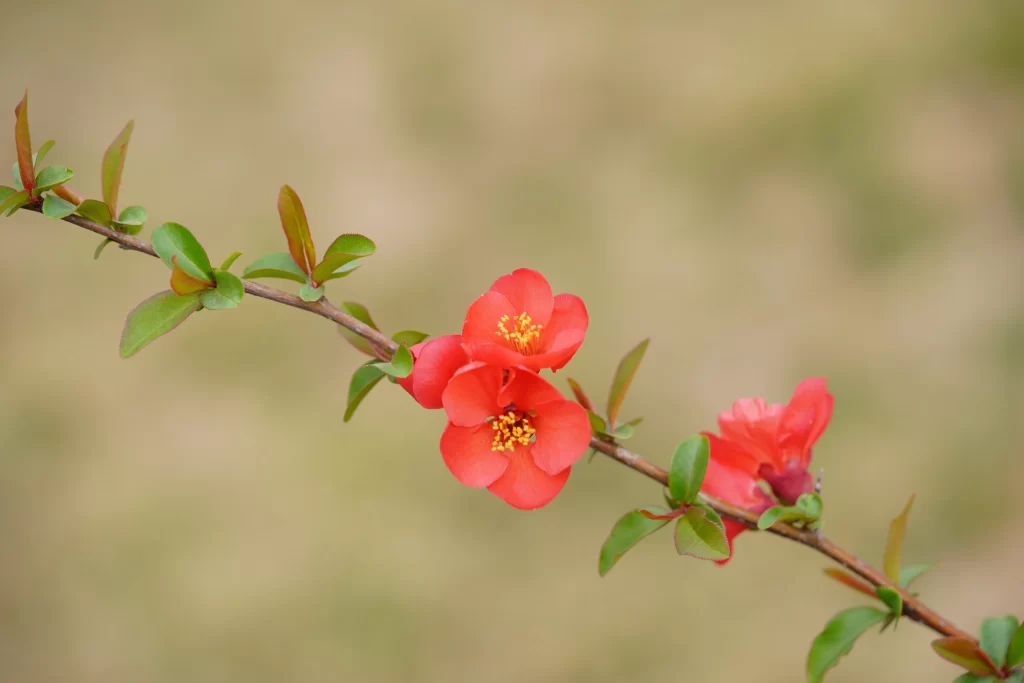Red Crabapple Blossom Petals Yellow Stamen Green Leaves