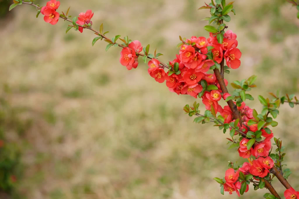 Red Crabapple Blossom Petals Yellow warm Stamen