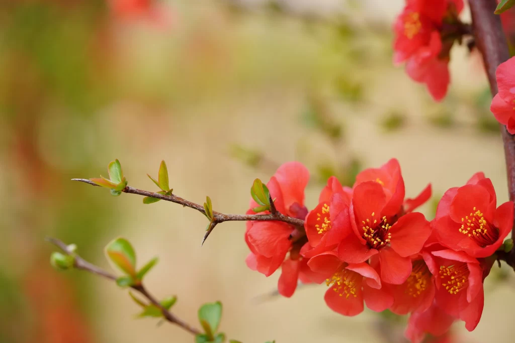 Red Crabapple Blossom Petals Yellow warm Stamens