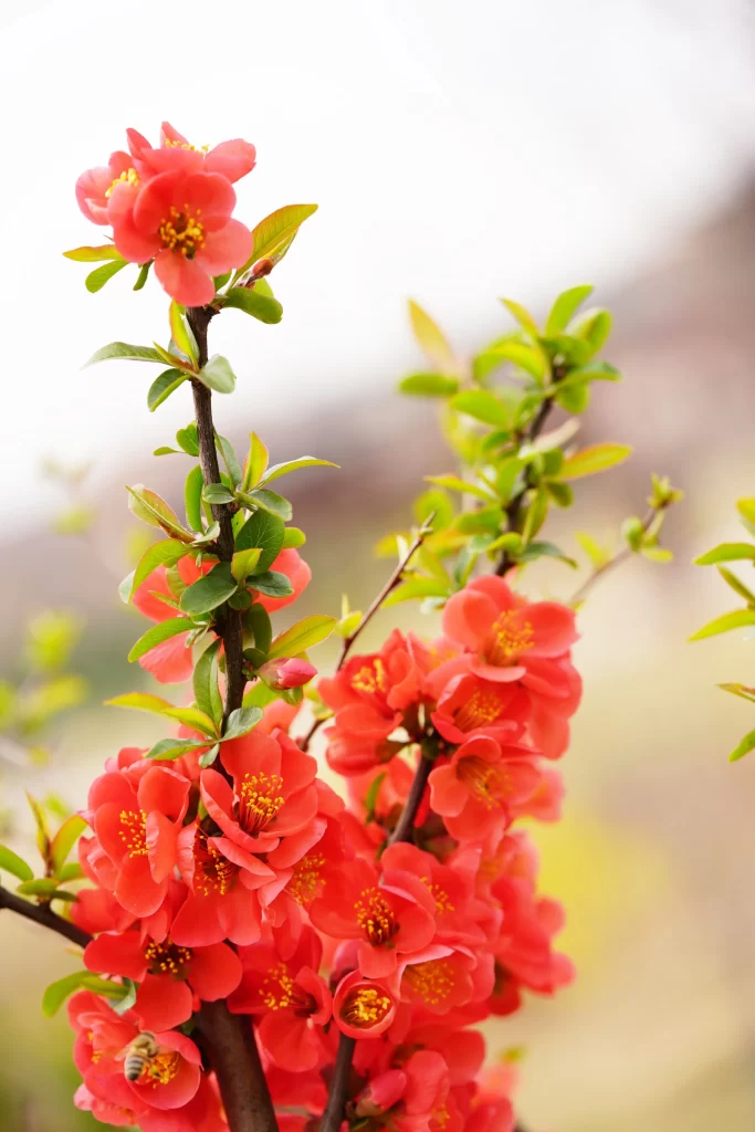 Red Crabapple Blossom Petals Yellow warm Stamens