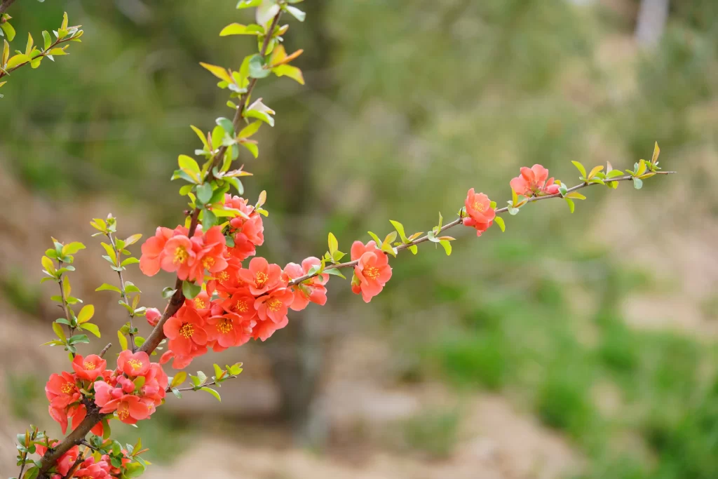 Red Crabapple Blossom Petals Branch