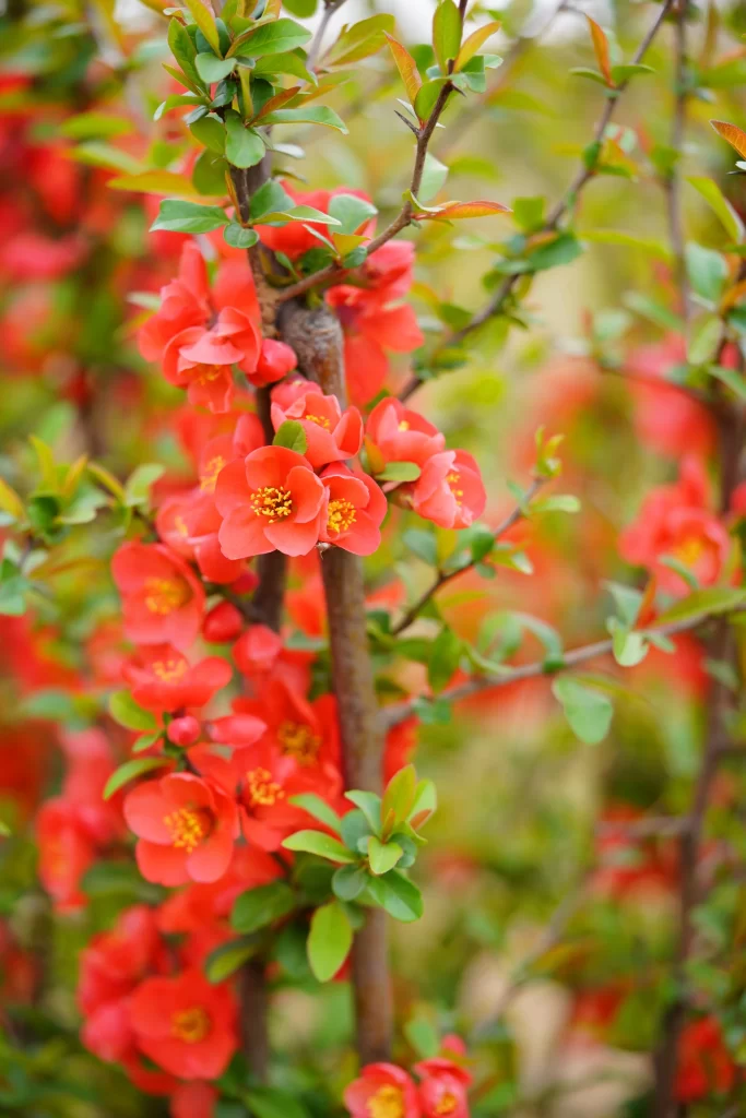Red Crabapple Blossom Petals Yellow Stamens Green warm Leaves