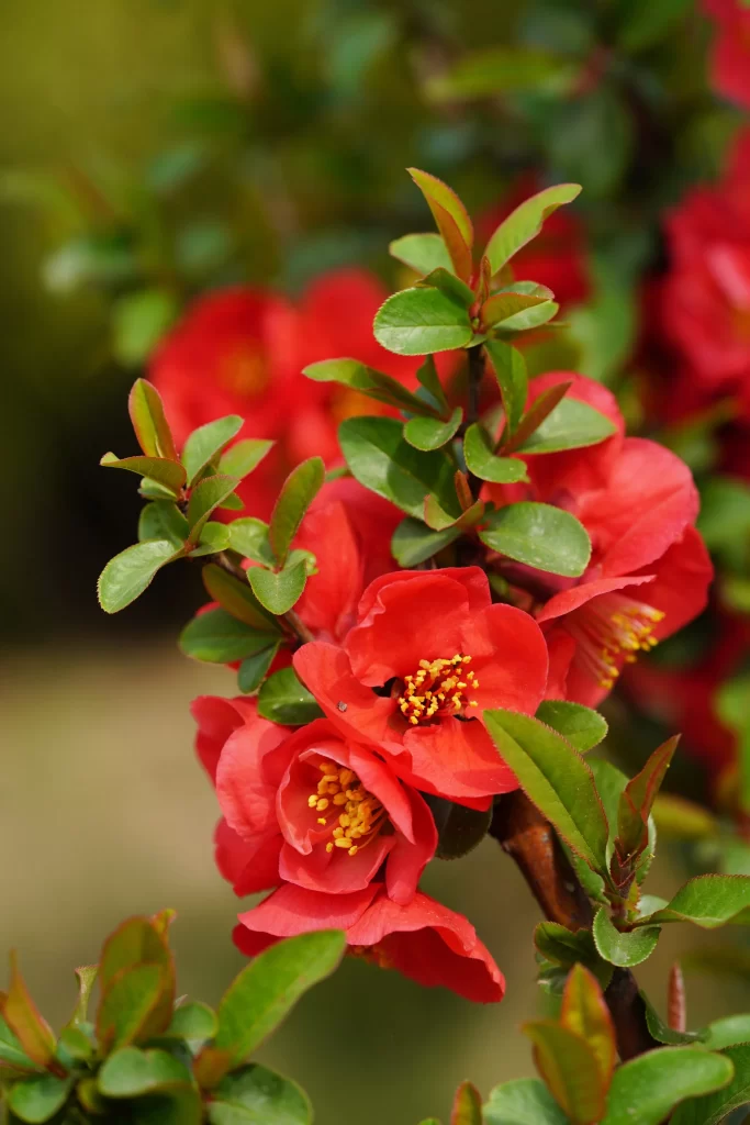 Red Crabapple Blossom Petals Yellow Stamens Green warm Leaves