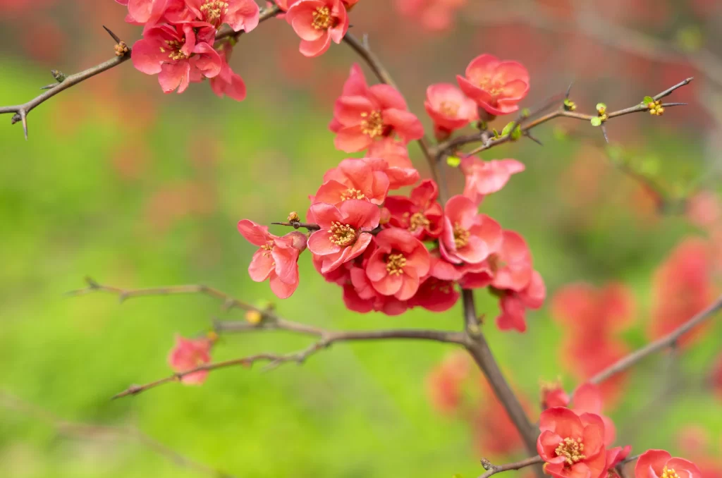Red Crabapple Blossom Petals warm Branches