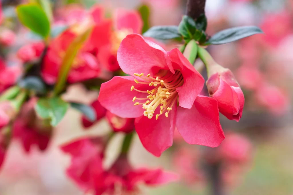 Red Crabapple Blossom Petals Yellow warm Stamens