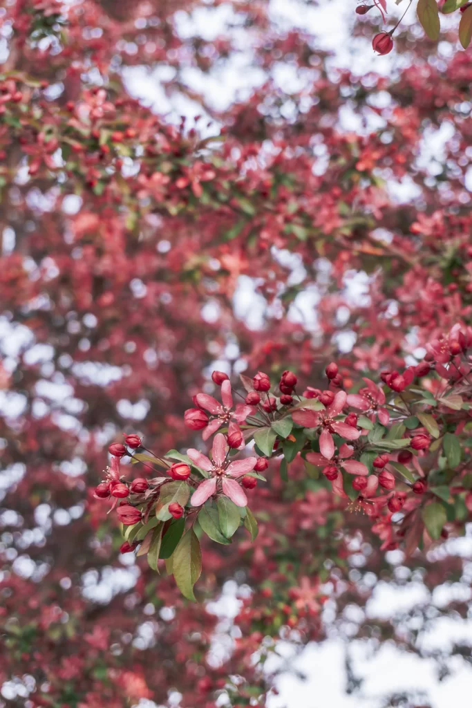 Red Crabapple Blossom Petals Buds Leaves