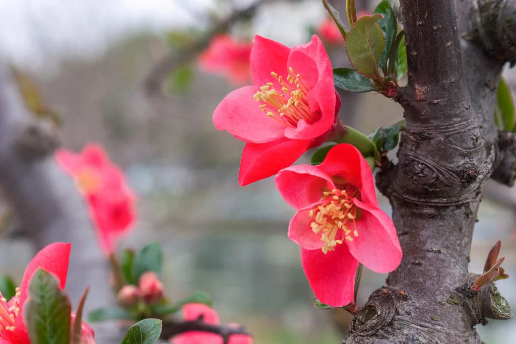 Red Crabapple Blossom Petals Yellow warm Stamens