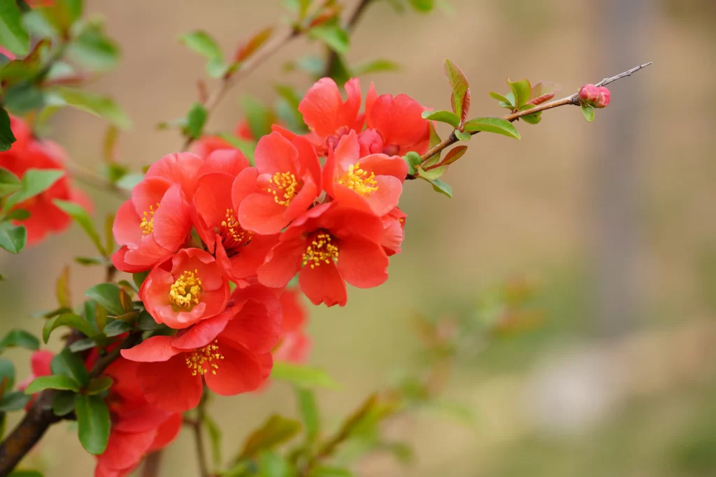 Red Crabapple Blossom Petals Yellow warm Stamen