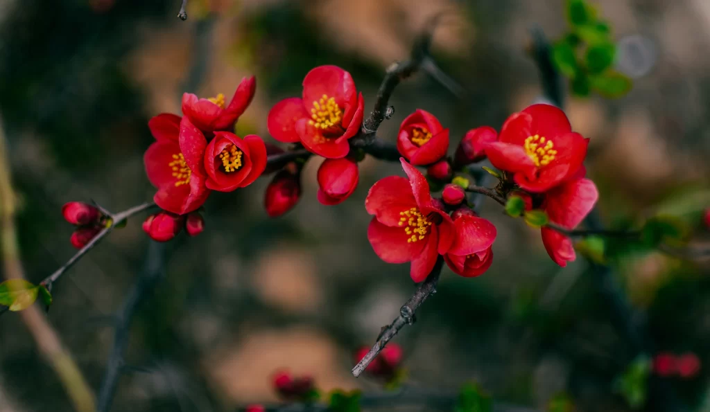 Red Crabapple Blossom Petals Yellow gray Stamens
