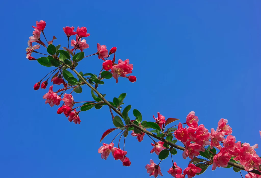 Red Crabapple Blossom Petals Branch Blue Sky