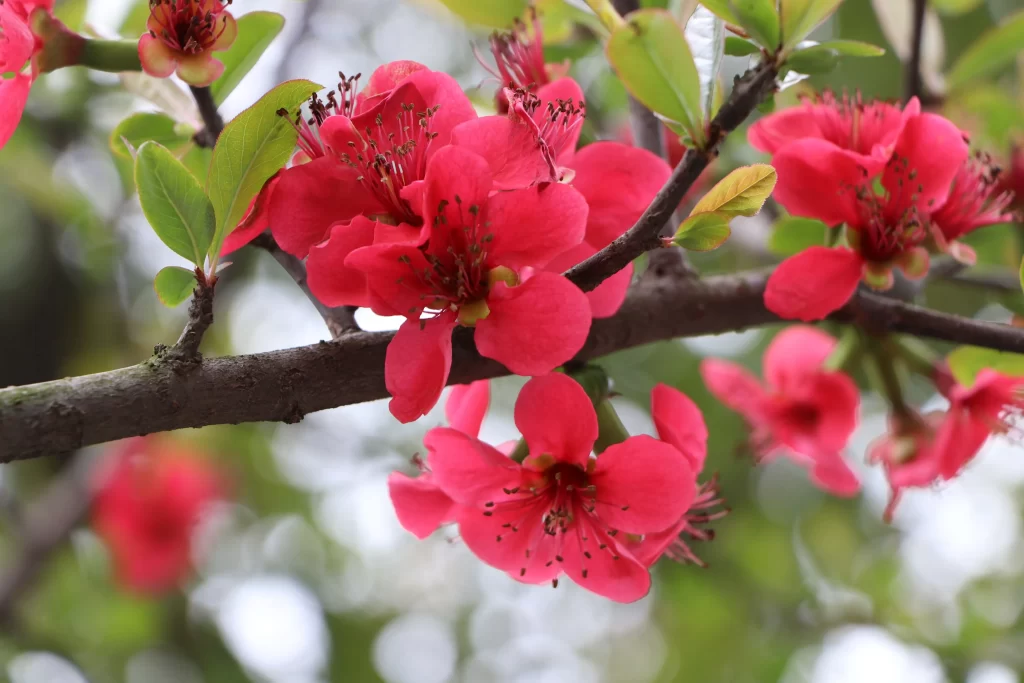 Red Crabapple Blossom Petals warm Branches