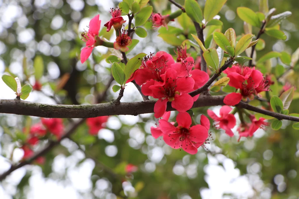Red Crabapple Blossom Petals Branch Green Leaves