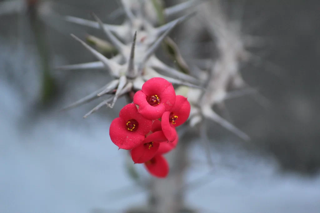 Red Crabapple Blossom Petals Spiky Branches