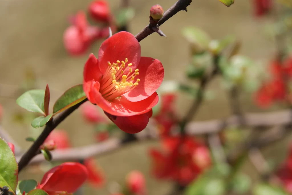 Red Crabapple Blossom Petals Yellow warm Stamens