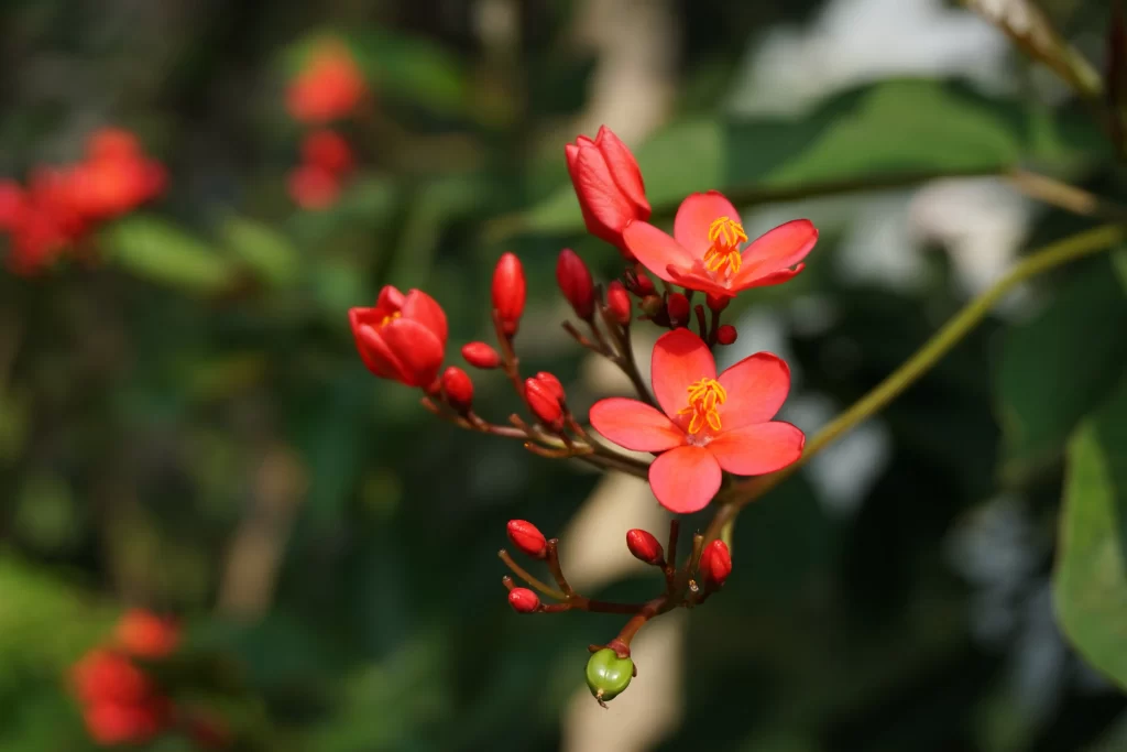 Red Crabapple Blossom Petals Yellow gray Stamen