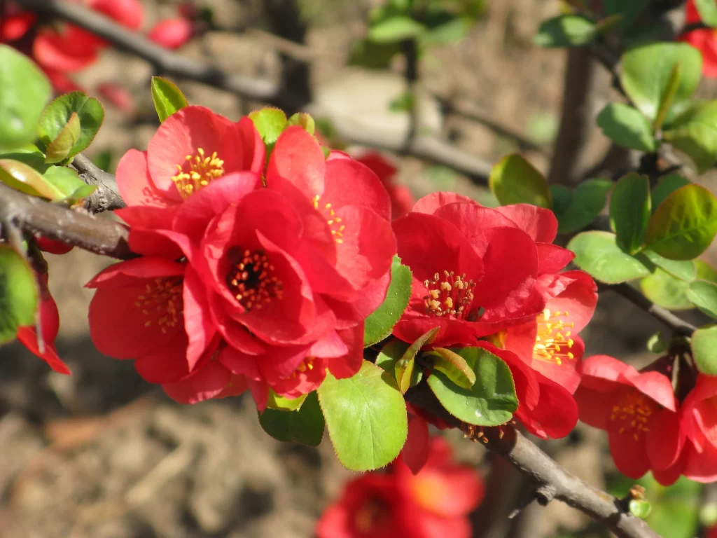 Red Crabapple Blossom Petals Yellow Stamens Green warm Leaves