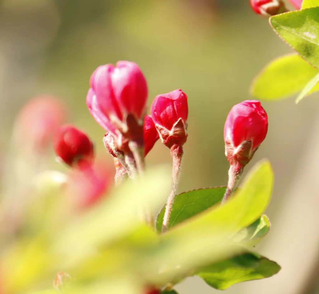 Red Crabapple Blossom Petals Bud Green Leaves