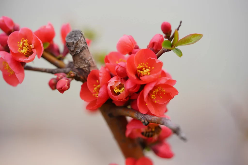 Red Crabapple Blossom Petals Yellow warm Stamen