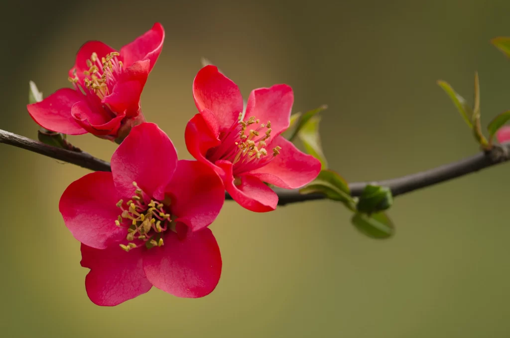 Red Crabapple Blossom Petals Yellow warm Stamen