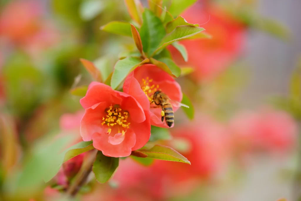 Red Crabapple Blossom Petals Yellow warm Stamen