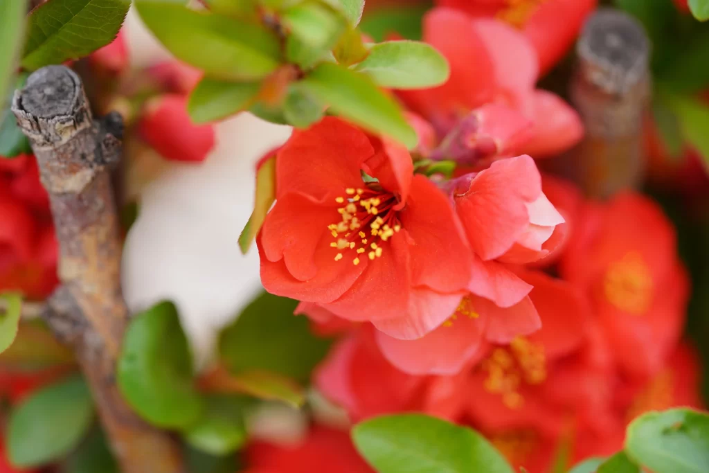 Red Crabapple Blossom Petals Yellow Stamens Green warm Leaves