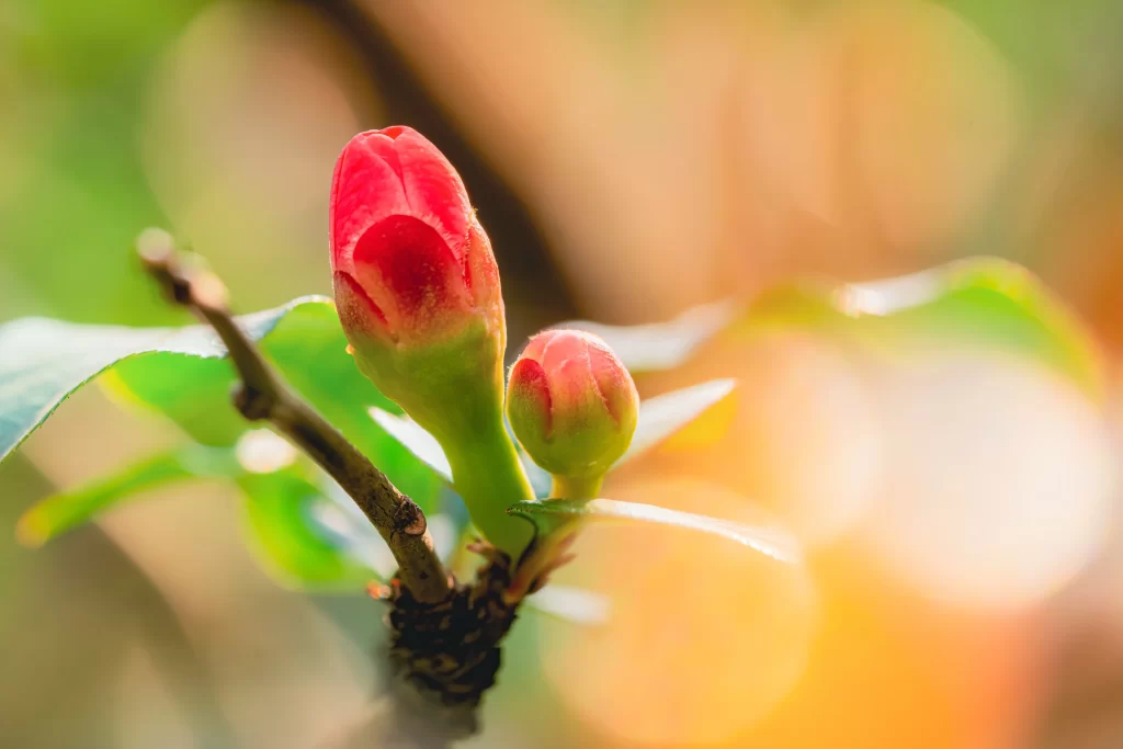 Red Crabapple Bud Petals Green Leaves