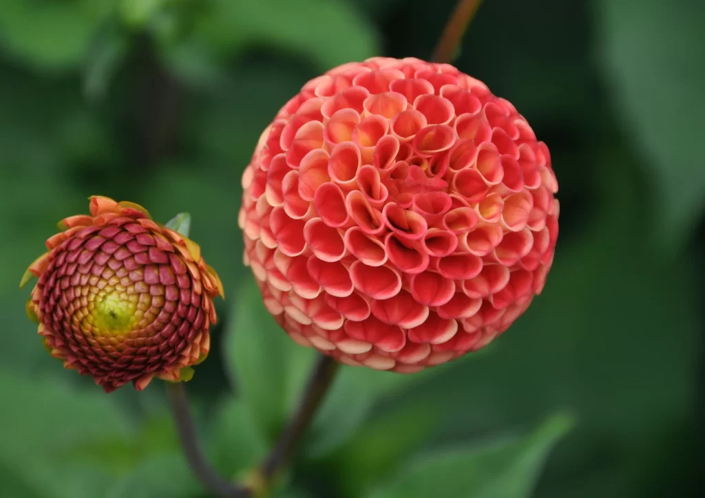 Red Dahlia Blooming Petals Round Shape Green Leaves