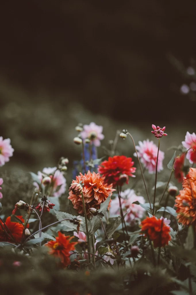 Red Dahlia Blooms Petals Greenery