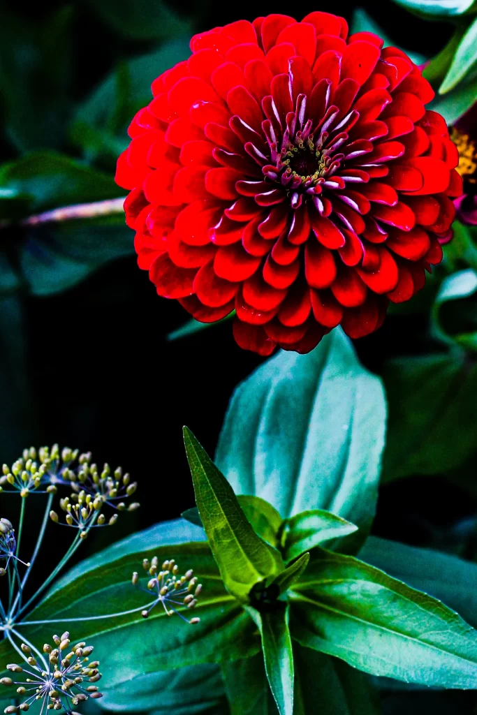 Red Dahlia Petals Bright Green Leaves