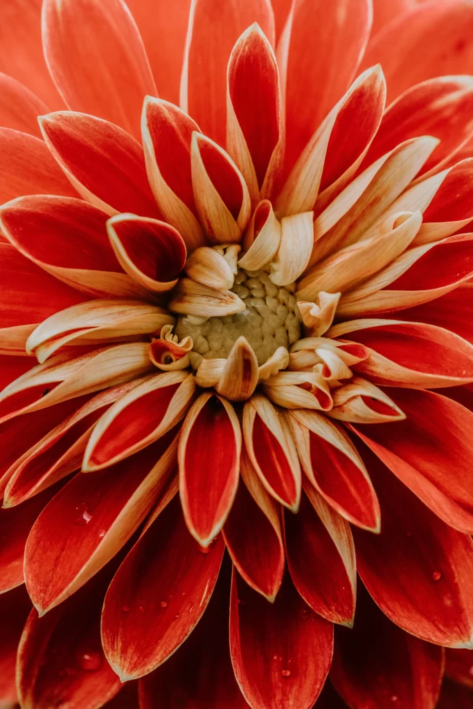 Red Dahlia Petals Bright Center