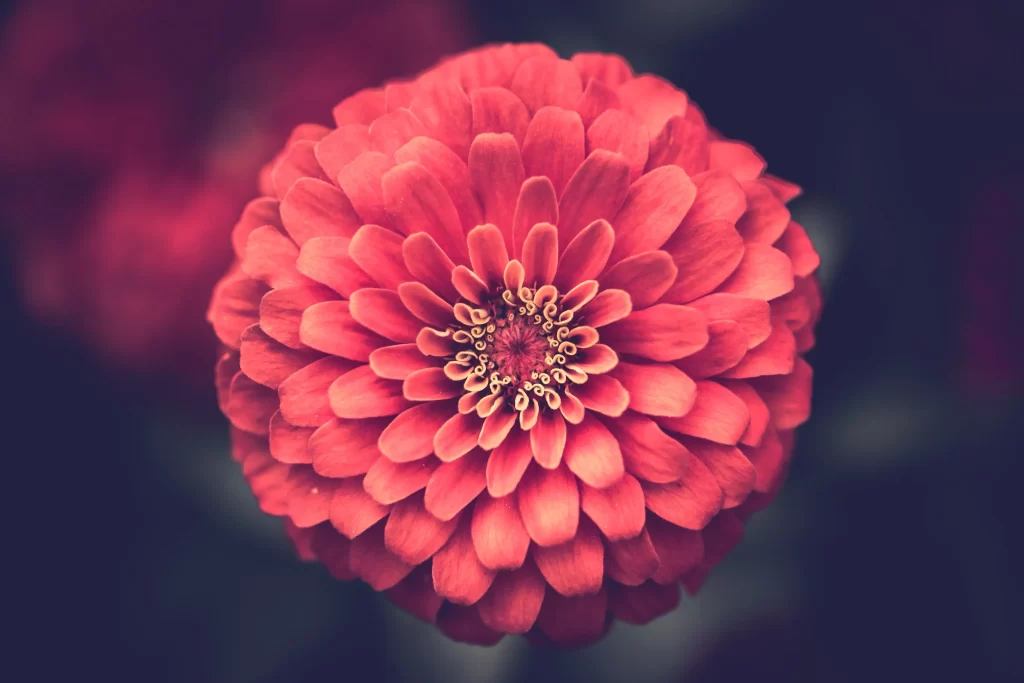 Red Dahlia Petals Dense Center