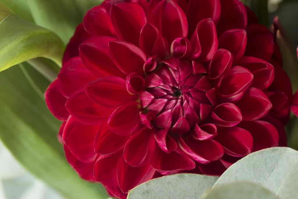 Red Dahlia Petals Dense Rounded