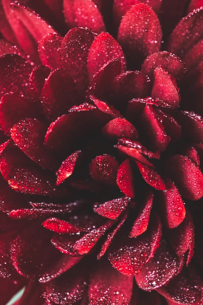 Red Dahlia Petals Dewdrops Texture