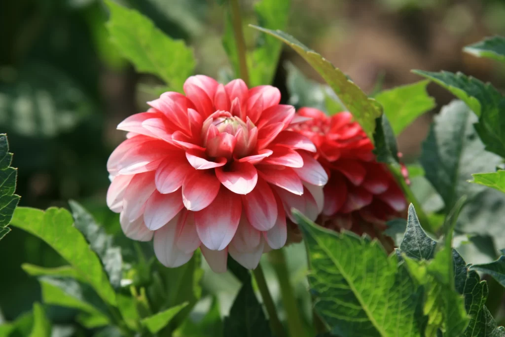 Red Dahlia Petals Green Leaves