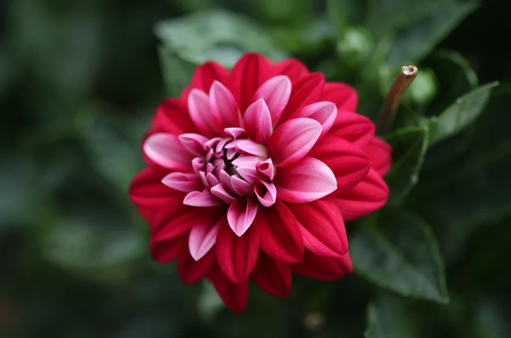 Red Dahlia Petals Layers Dark Background